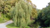 Echte Trauerweide ( Salix babylonica )